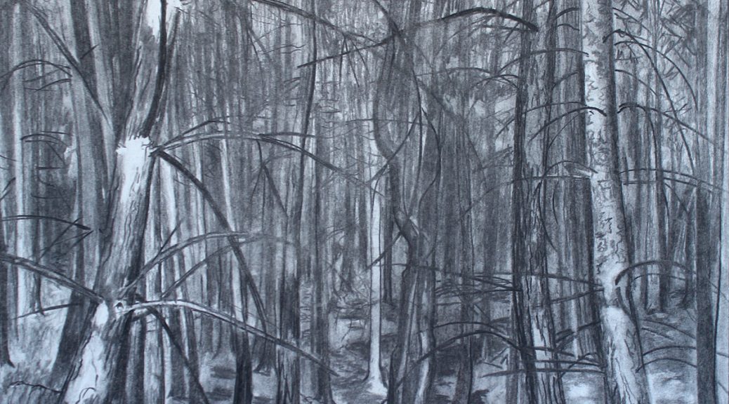 Outwoods Fir Trees by Judith Eason