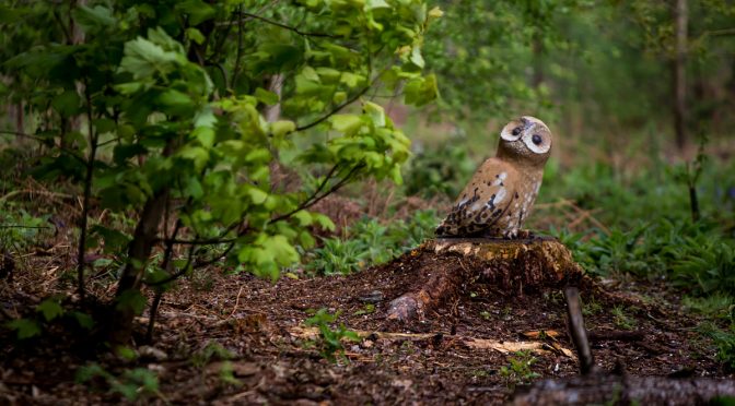 Crowdfunder Launched for Outwoods Sculpture trail